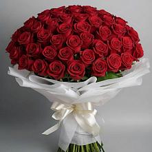Букет 101 Красная роза Блэк Мэджик #REPLACE_PRED# Гидроторфе