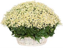 Цветочная композиция из Ромашки в корзине #REPLACE_PRED# Гидроторфе